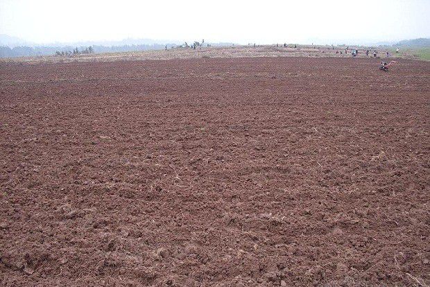 种植甘草如何选地整地?