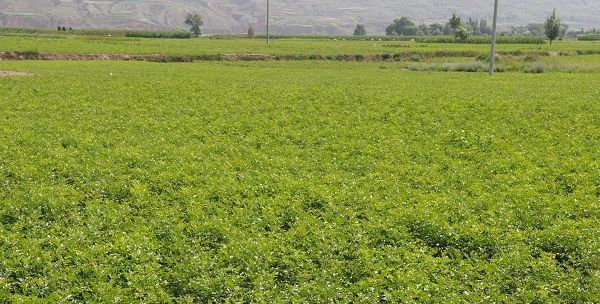 甘草有几种繁殖方法?