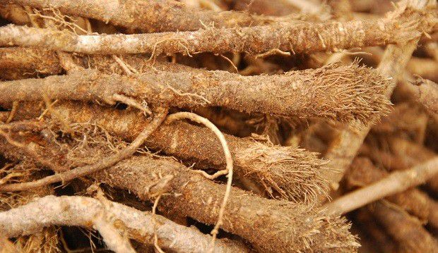 甘草有几种繁殖方法?