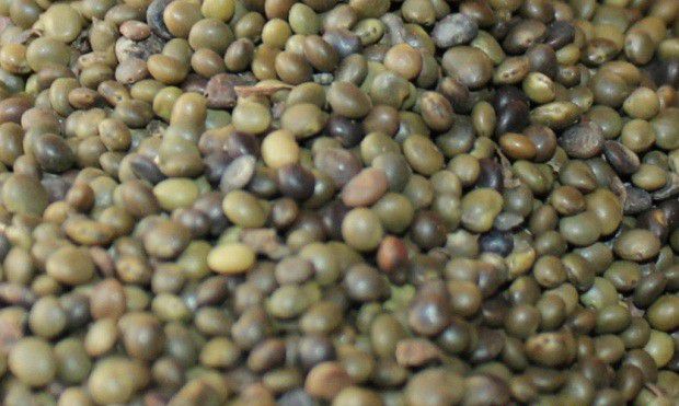 甘草种子有什么特点?