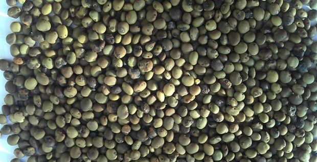 甘草种子有什么特点?