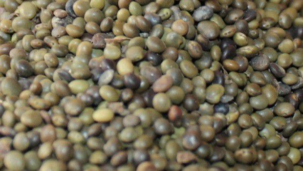 甘草种子有什么特点?