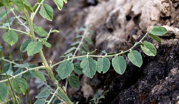 种植甘草需要怎么样的环境条件?