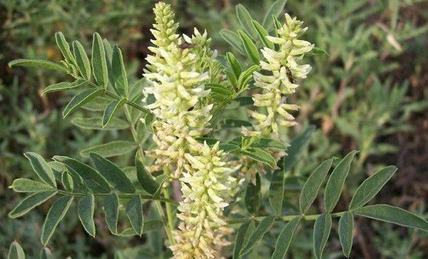 甘草生长过程是怎么样?