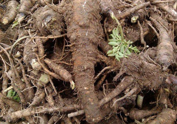 白芷如何防治根腐病?