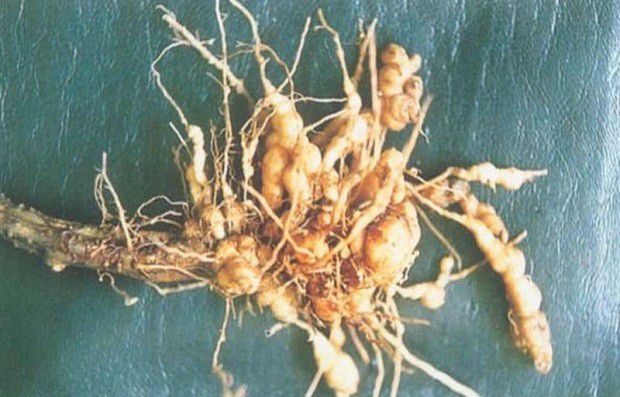 种植白芷如何防治根结线虫病?