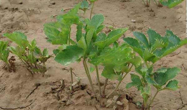 种植白芷如何防治立枯病?