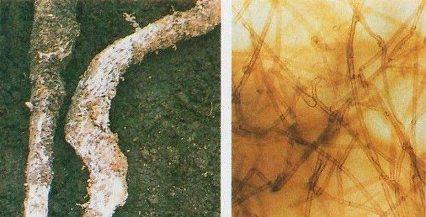 种植白芷如何防治紫纹羽病?