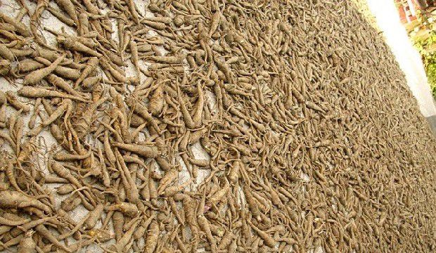 种植白芷如何采收?