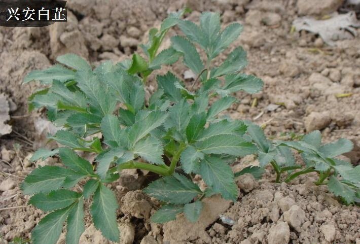 白芷种植后如何管理?