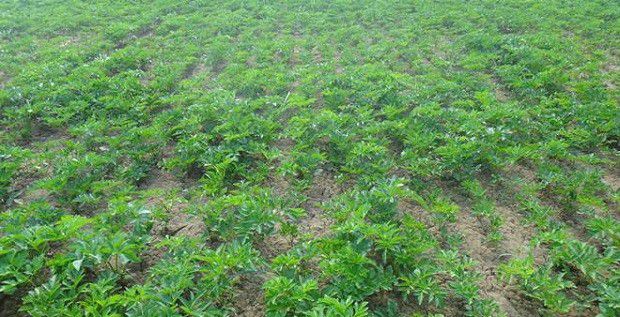 白芷种植后如何管理?