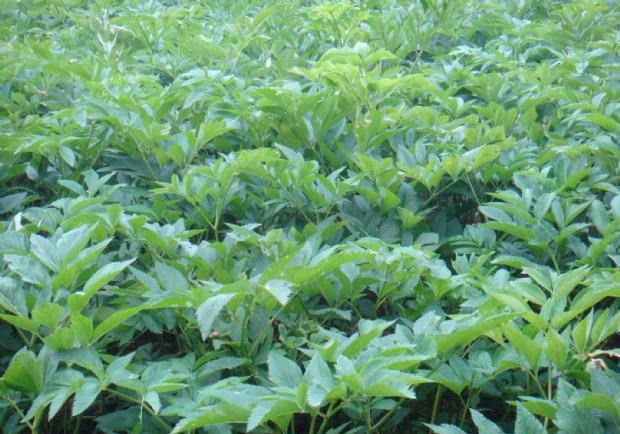 白芷种植后如何管理?