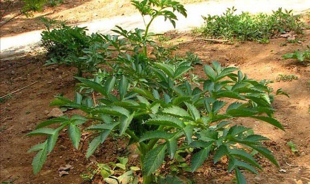 白芷种植后如何管理?