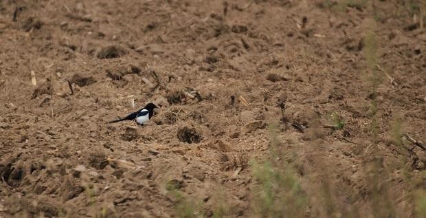 白芷种植地如何选?