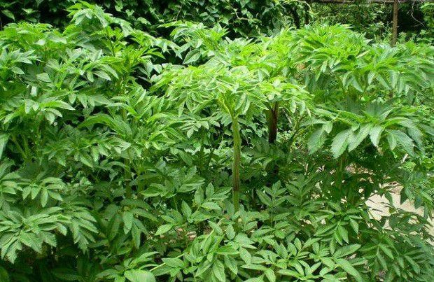 白芷生长需要怎么样的环境?