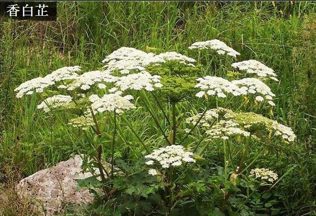 白芷有几种?