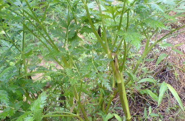 川芎茎基蛾如何防治?