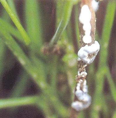 川芎菌核病如何防治?