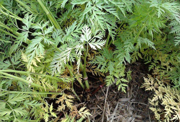 川芎叶枯病如何防治?