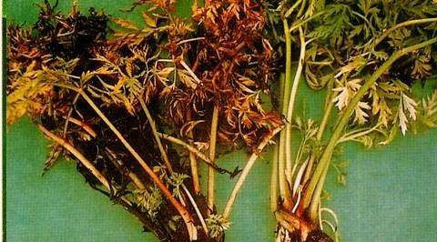 川芎根腐病如何防治?