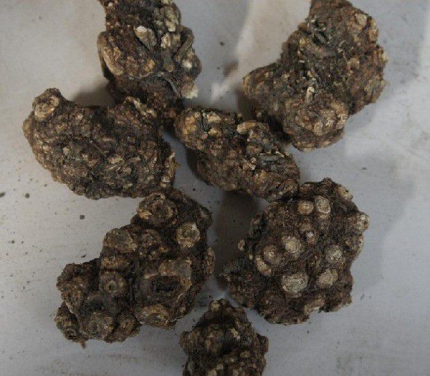 川芎质量如何区分?