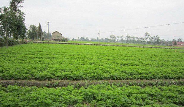 川芎移栽后如何管理?