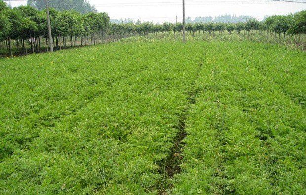 川芎移栽后如何管理?