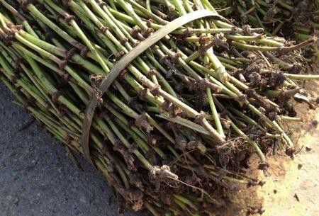 川芎怎么样育苗繁殖?