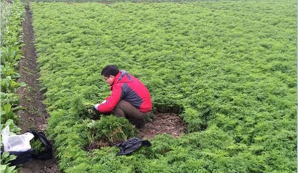 川芎怎么样育苗繁殖?