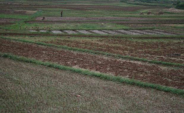 种植川芎如何整地?