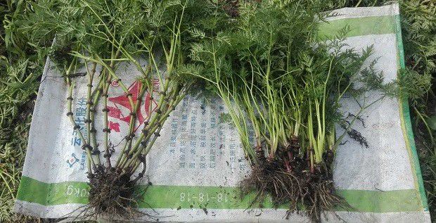 川芎生长过程有什么特点?