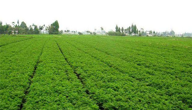 种植川芎需要怎么样的条件?