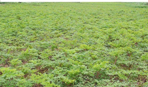 种植川芎需要怎么样的条件?