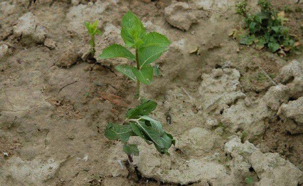 桔梗立枯病如何防治？