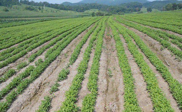 种植桔梗如何管理?