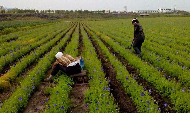 种植桔梗如何管理?