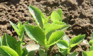 桔梗如何育苗移栽?