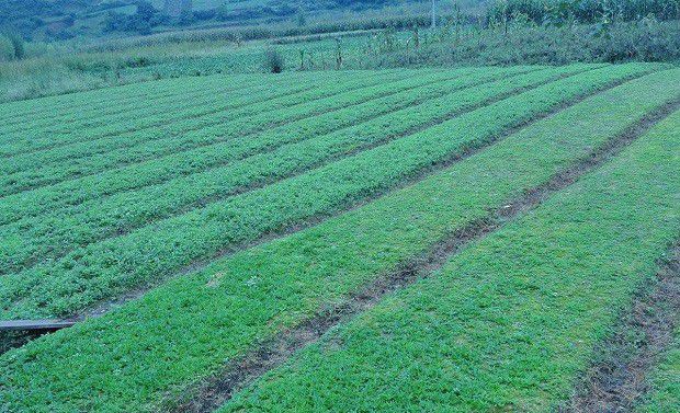 桔梗如何育苗移栽?