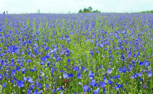 怎么样的环境适宜桔梗生长?