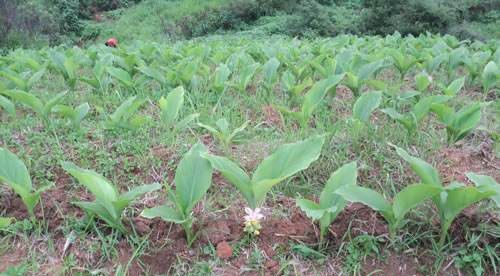 种植郁金如何管理?
