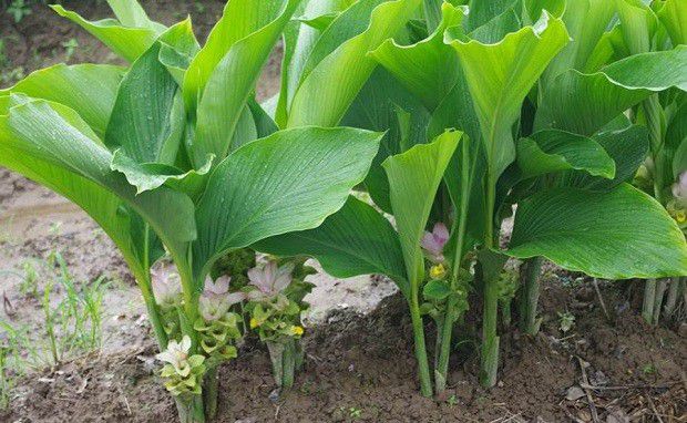 种植郁金如何管理?