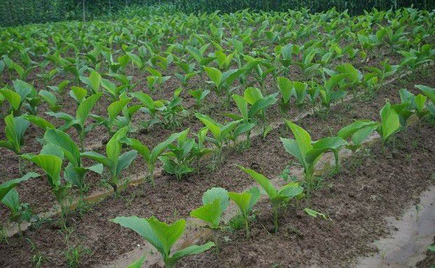 种植郁金如何管理?