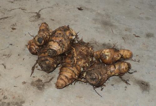 郁金如何栽种？