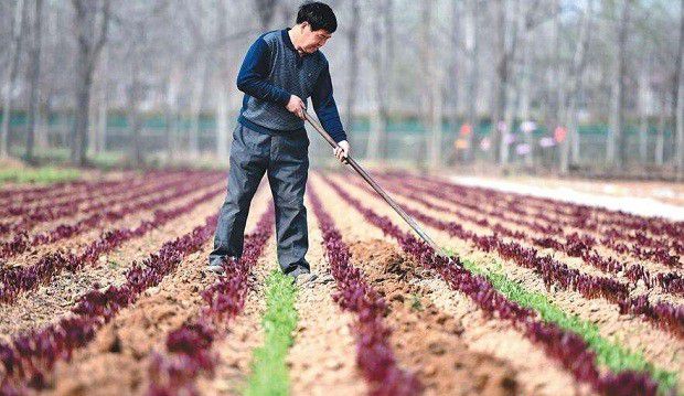 种植白芍如何管理？