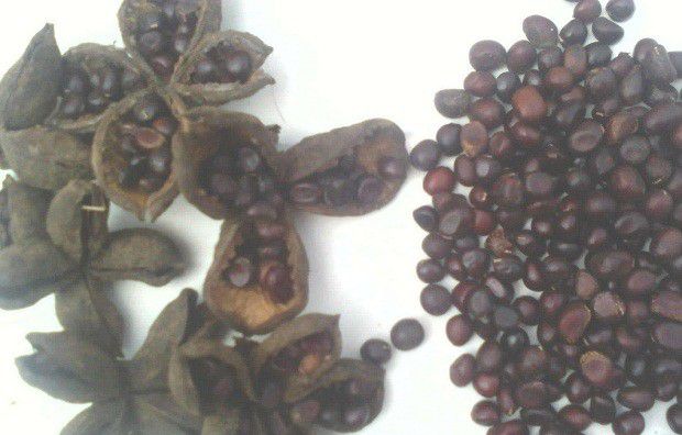 白芍如何繁殖？