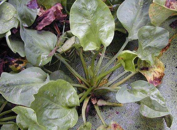 泽泻如何育种？