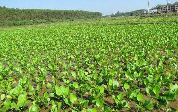 种植泽泻田间如何管理？