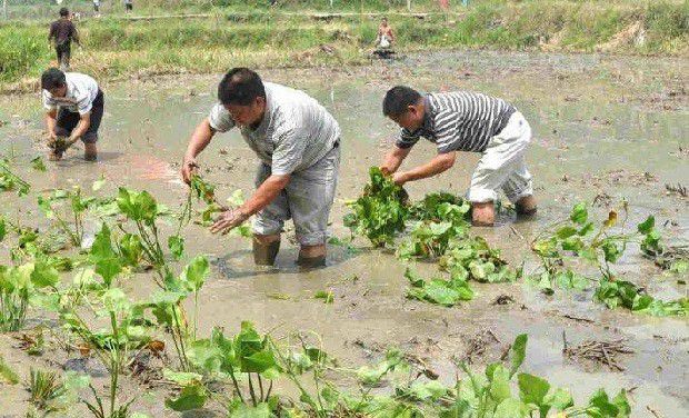 泽泻秧苗如何移栽？