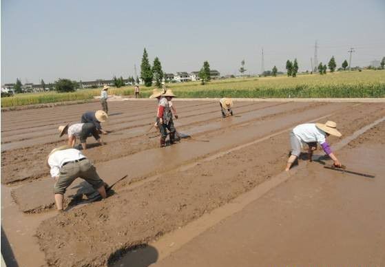 泽泻如何播种育苗？