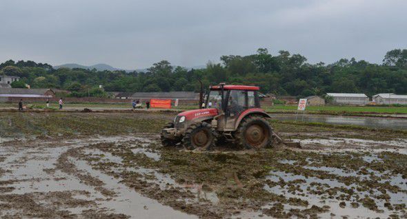 泽泻如何播种育苗？